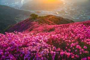 여수 영취산 진달래축제